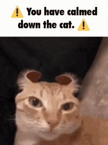 You Have Calmed Down The Cat You Have Alerted The Cat GIF - You Have Calmed Down The Cat You Have Alerted The Cat You Have Alerted GIFs