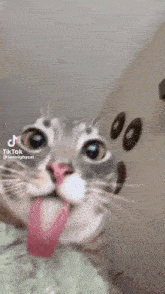 a close up of a cat 's face with donuts on the wall behind it