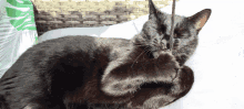 Animal Catfight GIF - Animal Catfight Meow GIFs