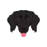 a black dog with a pink tongue sticking out looks at the camera