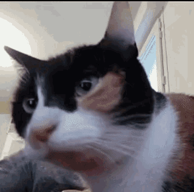 Yopipeye Nami Chat GIF - Yopipeye Nami Chat - Discover & Share GIFs Yopipeye Nami Chat GIF - Yopipeye Nami Chat - Discover & Share GIFs