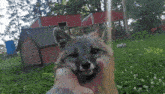 a person petting a fox in a field with a red barn in the background