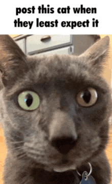 Post This Cat When They Least Expect It Sochi GIF - Post This Cat When They Least Expect It Sochi Sochi The Cat GIFs