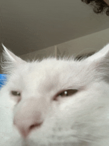 a close up of a white cat 's face