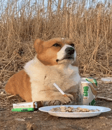 a brown and white dog laying on the ground next to a can of beer