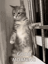 a cat is standing on its hind legs on a window sill and saying good morning .