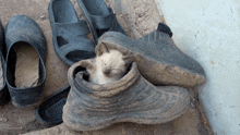 кот засоня спящий котенок GIF - кот засоня спящий котенок кот GIFs