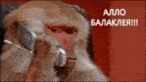 a monkey is wearing a headset with the words " allo balaklea !!! " written on it