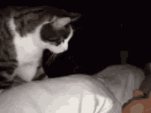 Cat Wake Up GIF - Cat Wake Up GIFs