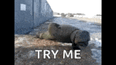Pushup Soldier GIF - Pushup Soldier GIFs