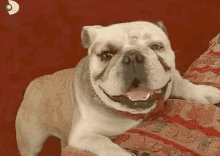 Sihirli Annem Taci GIF - Sihirli Annem Taci English Bulldog GIFs