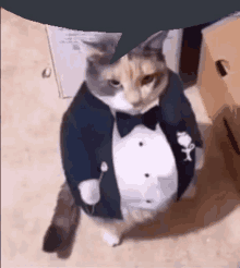 Cat Saying Cat GIF - Cat Saying Cat Cat With Tuxedo GIFs