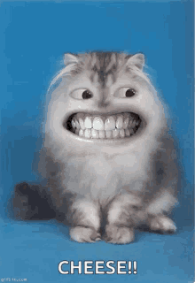 Smile Big Smile GIF - Smile Big Smile Cats GIFs