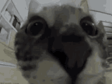 Cat Fisheye GIF - Cat Fisheye Kinemaster GIFs