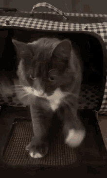 a gray and white cat standing in a black and white cage