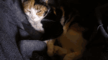Cat Sleep GIF - Cat Sleep Awake GIFs