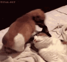 Cat Dog GIF - Cat Dog Funny Animals GIFs