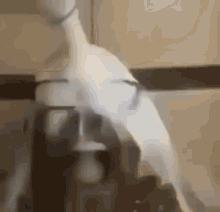 GIF