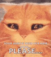 Please Cat GIF