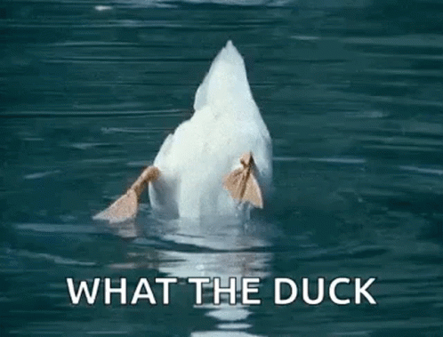 What The Duck GIFs | Tenor