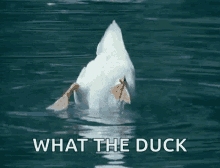 Duck Duckling GIF - Duck Duckling Adorable GIFs