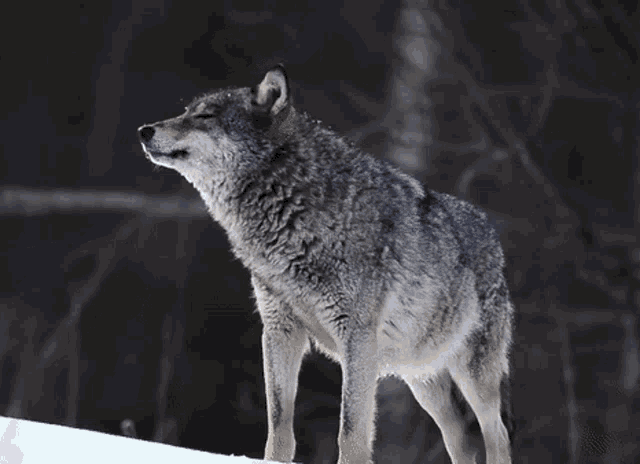 Wolf PNG Images  Free Photos, PNG Stickers, Wallpapers