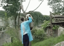 Helping Panda Down Tree GIF - Cute Zoo Panda GIFs