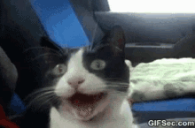 Happy Smile GIF - Cats Happy Cat Joy GIFs