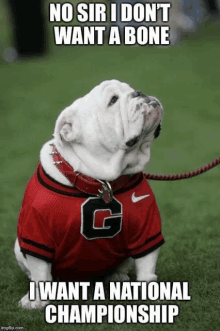 Georgia Bulldogs Champions GIF