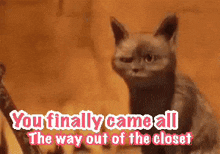 a cat with the words " you finally came all the way out of the closet "