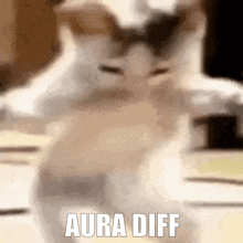 a blurred image of a cat with the words aura diff written below it