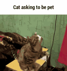 Cat Pet Me GIF - Cat Pet Me Cats GIFs