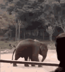 Elephant Playing GIF - Elephant Playing Football GIFs