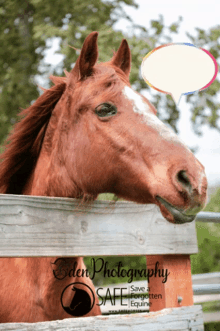 Oden Photography Safe A Forgotten Equine GIF