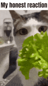 a cat is looking at a lettuce leaf with the caption " my honest reaction " above it