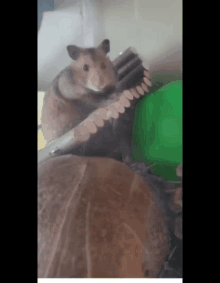 a hamster is sitting on top of a coconut while looking at the camera .