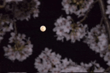 a full moon is shining through the branches of a cherry blossom tree at night .