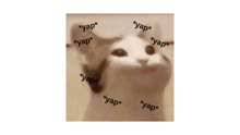 a picture of a cat with its mouth open and the word yap on it