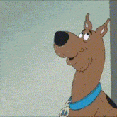 scooby doo is wearing a blue collar and a tag that says ' sd ' on it