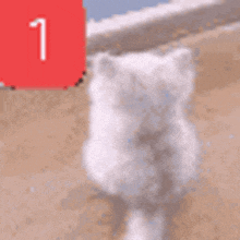 a white cat is sitting on the beach next to a red notification icon with the number 1 on it .