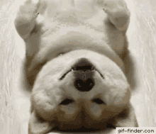 Dog Hogsmoss GIF - Dog Hogsmoss Shibe GIFs