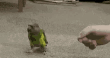 Parrot Play Dead GIF