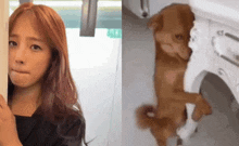 a woman and a dog are standing next to each other and looking at something .