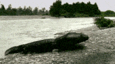 a large lizard is laying on a rocky shoreline near a river
