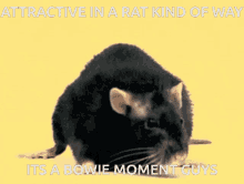 Rat A Nice Healthy Rat GIF - Rat A Nice Healthy Rat GIFs