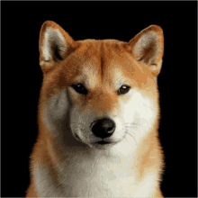 Nice Dogy Wii GIF - Nice Dogy Wii Nice Dogy GIFs