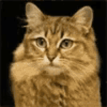 Cat Morph GIF