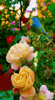 Have A Beautiful Day Flowers GIF - Have A Beautiful Day Flowers Bird GIFs