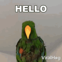 Hello Viralhog GIF - Hello Viralhog Hey GIFs