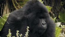 Chest Thump Top3mountain Gorilla Moments GIF - Chest Thump Top3mountain Gorilla Moments World Gorilla Day GIFs